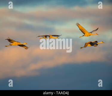 Gruppe von kanadakranichen im Flug an die "goldene Stunde", Dämmerung, Sonnenuntergang vor der Landung für die Nacht im Herbst Migrationen an der Crex Wiesen zu Roost Stockfoto