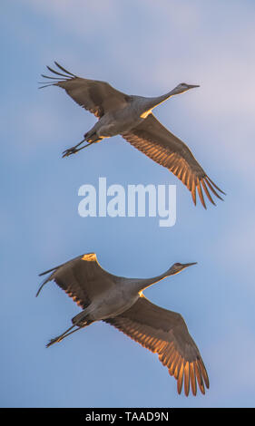 Paar Kanadakranichen im Flug bei Sonnenuntergang vor der Landung für die Nacht im Herbst Migrationen an der Crex wiesen Wildnis Gegend im Nördlichen zu Roost Stockfoto