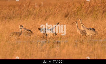 Kanadakraniche Rastplätze auf dem Boden in der Dämmerung, Sonnenuntergang im Herbst Migrationen an der Crex wiesen Wildnis Gegend im nördlichen Wisconsin Stockfoto