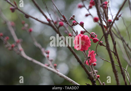 Rosa Blume pflaume Blüten im botanischen Garten Park in Wuhan City, Hubei China. Stockfoto