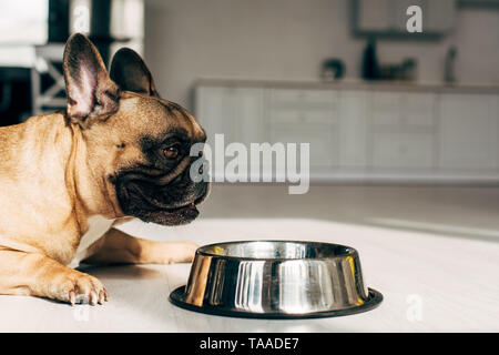 Bezaubernde französische Bulldogge in der Nähe der Schüssel in Zimmer liegt mit Sonnenschein Stockfoto