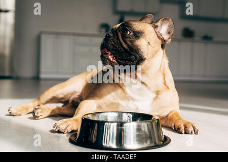 Süße französische Bulldogge in der Nähe der Schüssel in Zimmer liegt mit Sonnenschein Stockfoto