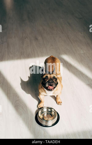 Ansicht von oben Der nette französische Bulldogge stand in der Nähe der Schüssel zu Hause Stockfoto