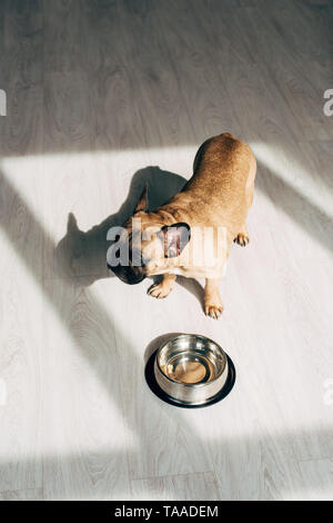 Ansicht von oben von adorable Französische Bulldogge stand in der Nähe der Schüssel zu Hause Stockfoto