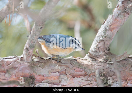 Red-breasted Kleiber thront auf einer Kiefer auf der Suche - im Winter am Sax/Zim Bog im nördlichen Minnesota Stockfoto