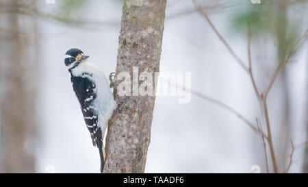 Hairy Specht Porträt mit Vogels thront ein Baumstamm - an einem bewölkten Tag im Winter Sax-Zim Bog genommen Stockfoto