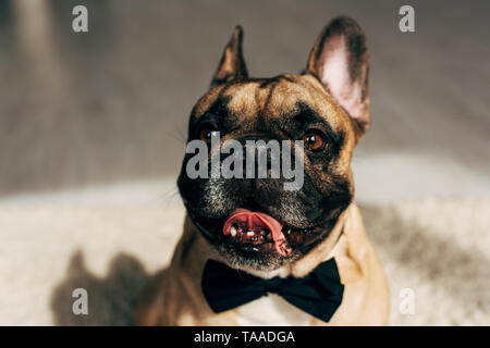 Nahaufnahme der Bezaubernde französische Bulldogge in schwarz Bow Tie Stockfoto