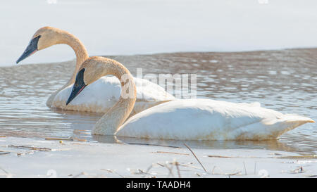 Ein paar Trompeter Schwäne auf einem schönen, sonnigen Frühling/späten Winter Tag - in der Crex wiesen Wildnis Gegend im nördlichen Wisconsin genommen Stockfoto