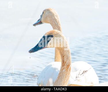 Ein Paar von trumpeter Schwäne mit Details der schönen Gefieder, Auge und Schnabel - im Frühjahr während der Migration - im Crex wiesen Wildlife Area Stockfoto