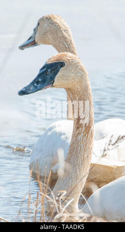 Ein Paar von trumpeter Schwäne mit Details der schönen Gefieder, Auge und Schnabel - im Frühjahr während der Migration - im Crex wiesen Wildlife Area Stockfoto