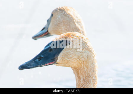 Ein Paar von trumpeter Schwäne mit Details der schönen Gefieder, Auge und Schnabel - im Frühjahr während der Migration - im Crex wiesen Wildlife Area Stockfoto