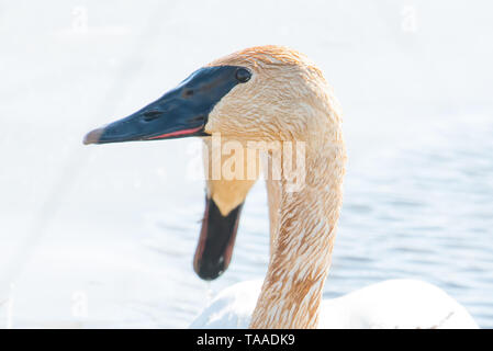 Ein Paar von trumpeter Schwäne mit Details der schönen Gefieder, Auge und Schnabel - im Frühjahr während der Migration - im Crex wiesen Wildlife Area Stockfoto