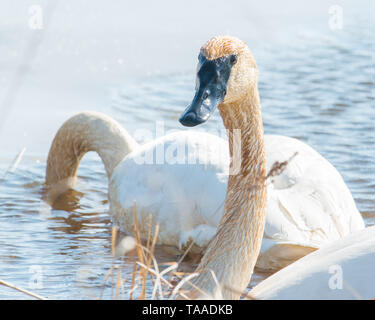 Ein Paar von trumpeter Schwäne mit Details der schönen Gefieder, Auge und Schnabel - im Frühjahr während der Migration - im Crex wiesen Wildlife Area Stockfoto