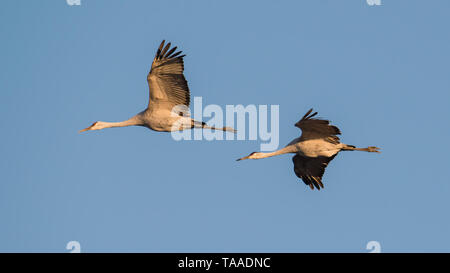 Ein paar Der kanadakraniche im Flug in der Dämmerung, Sonnenuntergang im Herbst Migrationen an der Crex wiesen Wildnis Gegend im nördlichen Wisconsin Stockfoto