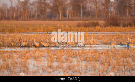 Kanadakraniche Rastplätze auf dem Boden in der Dämmerung, Sonnenuntergang im Herbst Migrationen an der Crex wiesen Wildnis Gegend im nördlichen Wisconsin Stockfoto