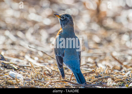 American robin Portrait auf dem Boden - schöne helle, sonnenbeschienene blurry bokeh Hintergrund Stockfoto