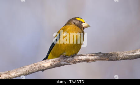 Abend grosbeak auf einem Zweig in der Sax-Zim genommen, nördlichen Minnesota bog Stockfoto