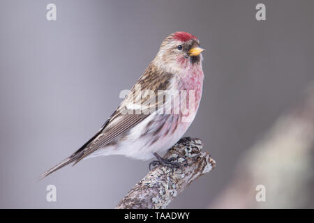 Common redpoll auf einem Zweig - im Winter in der Sax-Zim Bog im nördlichen Minnesota genommen gehockt Stockfoto