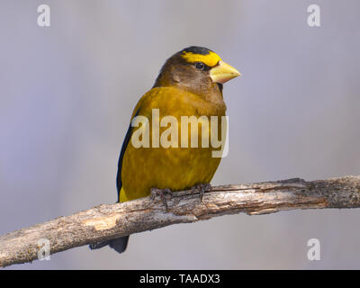 Abend grosbeak auf einem Zweig in der Sax-Zim genommen, nördlichen Minnesota bog Stockfoto