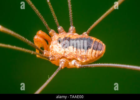 Schnitter arachnid - Daddy longlegs Spider-Closeup Portrait von Augen und Mund, Körper, Teile - bei Theodore Wirth Park in Minneapolis genommen Stockfoto