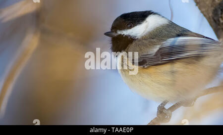 Black-capped chickadee - in der Nähe der Minnehaha Creek in Minneapolis, Minnesota genommen Stockfoto