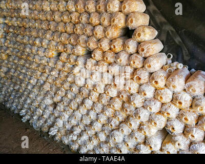 Pilzfarm/organische Oyster und Shiitake-pilze Schimmel in Plastikbeutel für wachsende Agrar Landwirtschaft Stockfoto