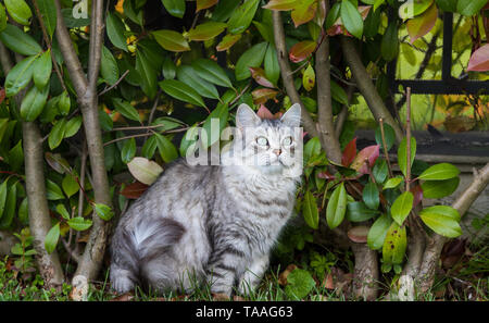 Furry Katze von livesrtock in einem Garten entspannen, reinrassige Sibirische pet. Hypoallergen Tier Stockfoto