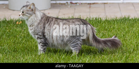 Furry Katze von livesrtock in einem Garten entspannen, reinrassige Sibirische pet. Hypoallergen Tier Stockfoto