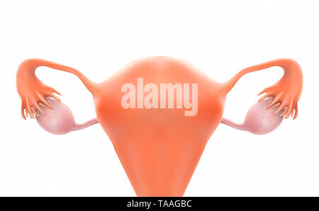 Uterus oder Schwangerschaft ist ein 3D-Bild. Stockfoto