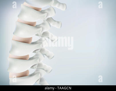 Die menschliche Wirbelsäule Bild realistisch ist. Zeigt die medizinische Genauigkeit des menschlichen Skeletts und 3D-Rendering. Stockfoto