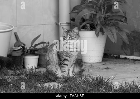 Furry Katze von livesrtock in einem Garten entspannen, reinrassige Sibirische pet. Hypoallergen Tier Stockfoto