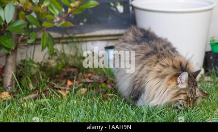 Furry Katze von livesrtock in einem Garten entspannen, reinrassige Sibirische pet. Hypoallergen Tier Stockfoto