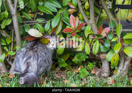 Furry Katze von livesrtock in einem Garten entspannen, reinrassige Sibirische pet. Hypoallergen Tier Stockfoto