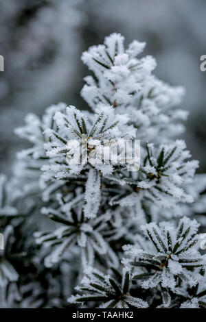 Nahaufnahme von Frost bedeckt Juniper Zweig im Winter Tag Stockfoto