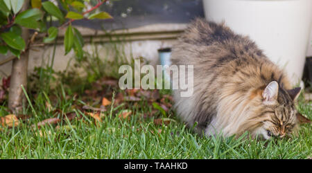 Furry Katze von livesrtock in einem Garten entspannen, reinrassige Sibirische pet. Hypoallergen Tier Stockfoto