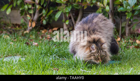 Furry Katze von livesrtock in einem Garten entspannen, reinrassige Sibirische pet. Hypoallergen Tier Stockfoto