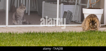 Furry Katze von livesrtock in einem Garten entspannen, reinrassige Sibirische pet. Hypoallergen Tier Stockfoto