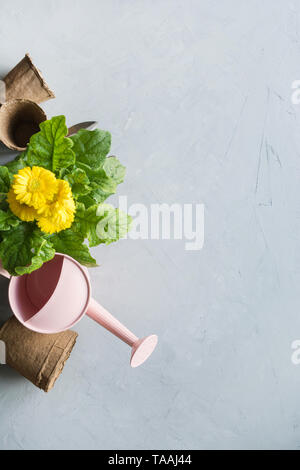 Gartenarbeit Hintergrund mit gelben Gerbera, Gartenarbeit, Maut- und Garten Blumen Pflanzen auf grauem Beton Hintergrund. Ansicht von oben, Platz für Text. Stockfoto
