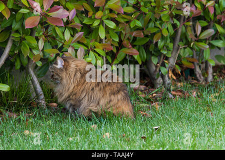 Furry Katze von livesrtock in einem Garten entspannen, reinrassige Sibirische pet. Hypoallergen Tier Stockfoto