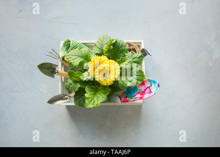 Gartenarbeit Hintergrund mit gelben Gerbera, Gartenarbeit, Maut- und Garten Blumen Pflanzen in Feld auf grauem Beton Hintergrund. Ansicht von oben. Stockfoto