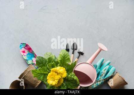 Gartenarbeit Hintergrund mit gelben Gerbera, Maut- und Garten Blumen Pflanzen auf grauem Beton Hintergrund. Ansicht von oben, Platz für Text. Stockfoto