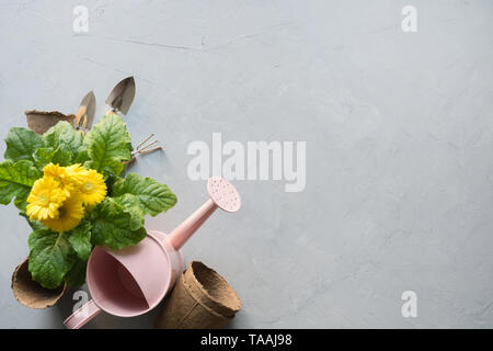 Gartenarbeit Hintergrund mit gelben Gerbera, Gartenarbeit, Maut- und Garten Blumen Pflanzen auf grauem Beton Hintergrund. Ansicht von oben, Platz für Text. Stockfoto