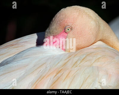 Mehr flamingo Phoenicopterus ruber ruht mit Kopf unter den Flügel Stockfoto