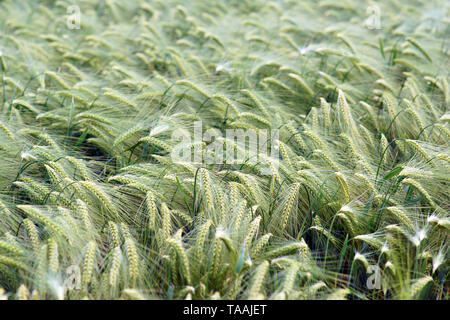 Reife Weizenähren im Frühsommer - Begriff der Landwirtschaft Stockfoto