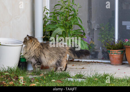 Furry Katze von livesrtock in einem Garten entspannen, reinrassige Sibirische pet. Hypoallergen Tier Stockfoto