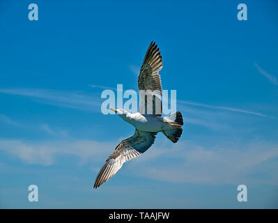 Seagull underpart mit Flügeln weit offen fliegen gegen den blauen Himmel Hintergrund. Stockfoto