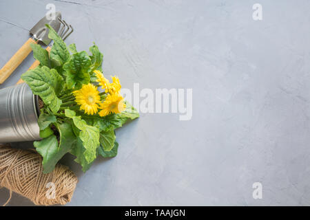 Gartenarbeit Hintergrund mit gelben Gerbera, Gartenarbeit, Maut- und Garten Blumen Pflanzen auf grauem Beton Hintergrund. Ansicht von oben, Platz für Text. Horizontale s Stockfoto