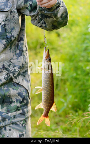 Der Fischer hält den Fisch. Der Gefangene Hecht (Esox lucius) hängt an einem Angelhaken. Der Haken ist in männlicher Hand auf einem verschwommenen Hintergrund Stockfoto