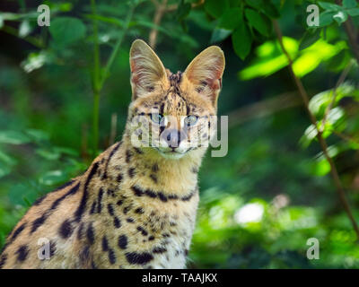 Leptailurus Serval serval captive Portrait Stockfoto