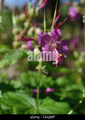 Lila Blüten Bigroot Geranium Macrorrhizum Stockfoto